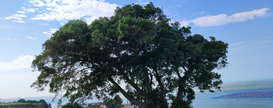 The Lone Tree