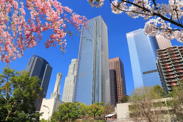 Cherry Blossom Viewing in Los Angeles