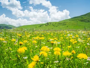 Hongyuan - Ruoergai Prairie