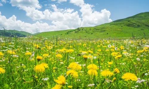 Hongyuan - Ruoergai Prairie