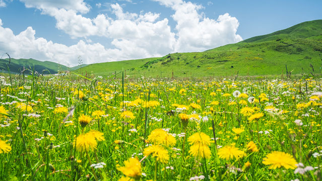 Hongyuan - Ruoergai Prairie