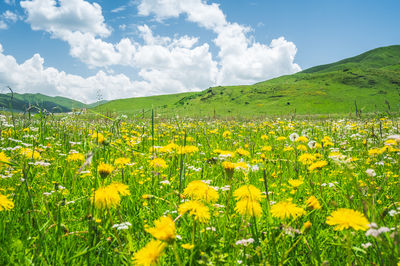 Hongyuan - Ruoergai Prairie