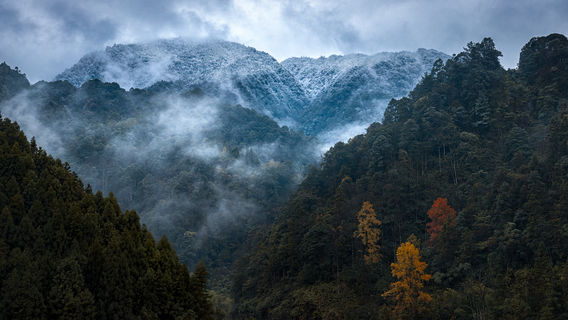 Huangjing Old Forest Tourist Resort