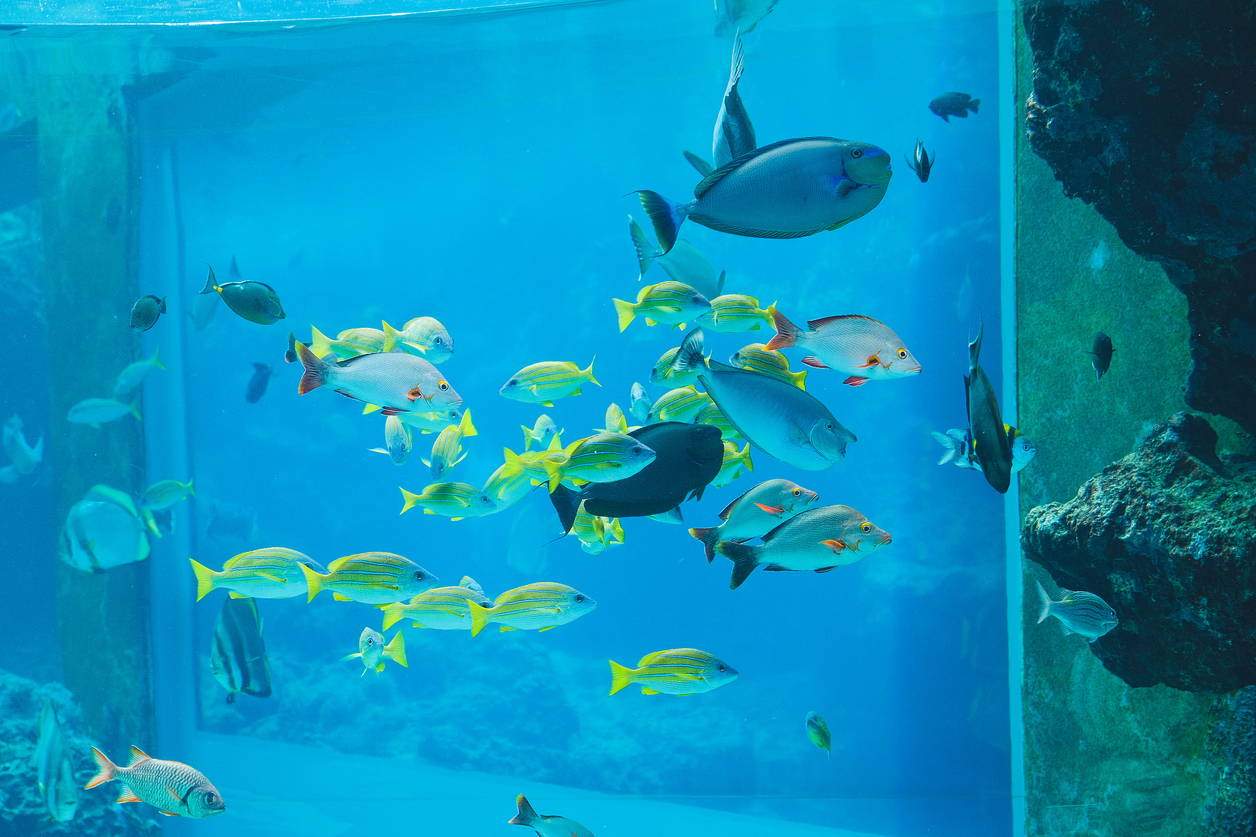 沖繩美麗海水族館