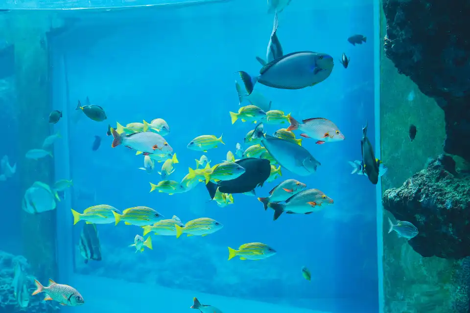 5_沖繩美麗海水族館