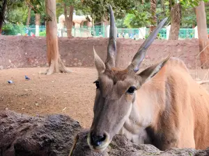 Popular Family-friendly Attractions in Cairo Governorate