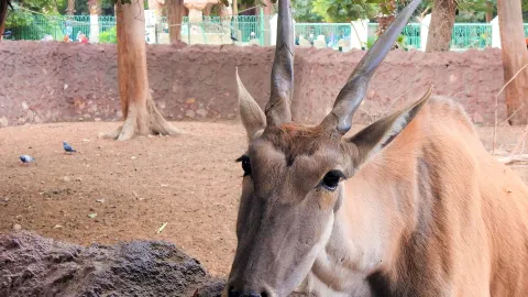 Giza Zoo attraction in Cairo