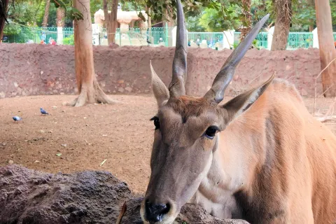 Giardino Zoologico di Giza