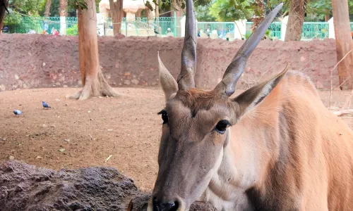 Giza Zoo