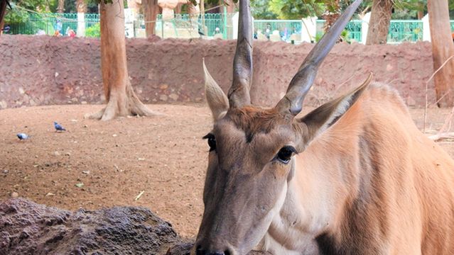 Giza Zoo