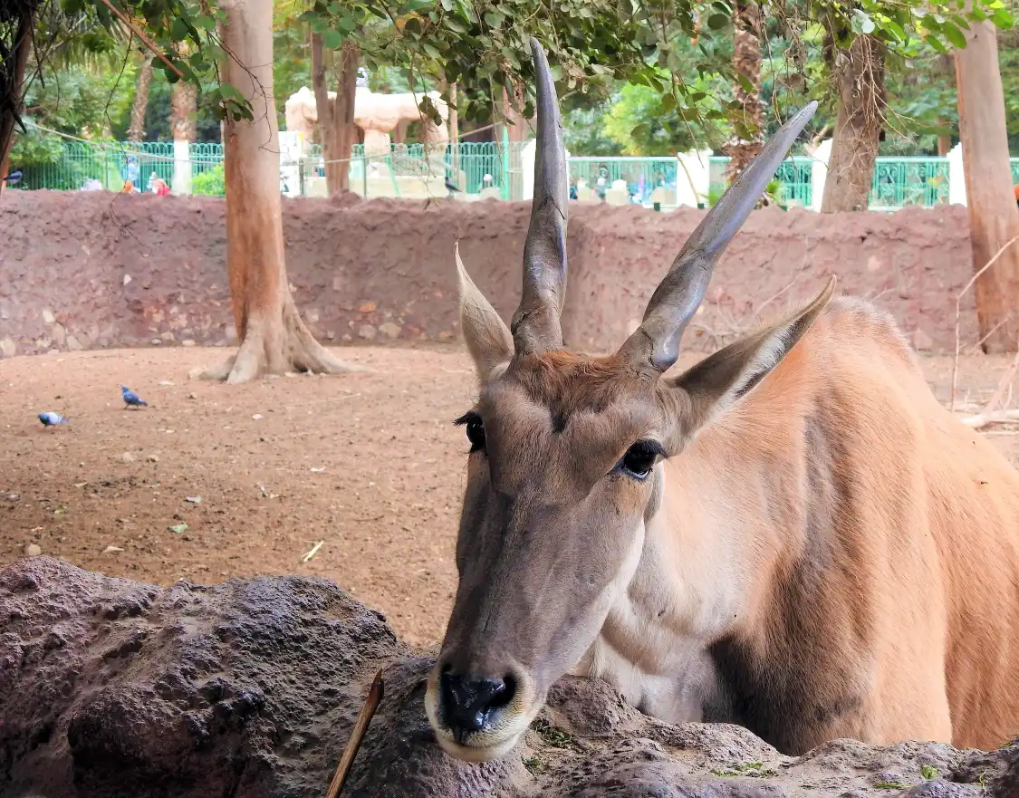 Hotels near Giza Zoo