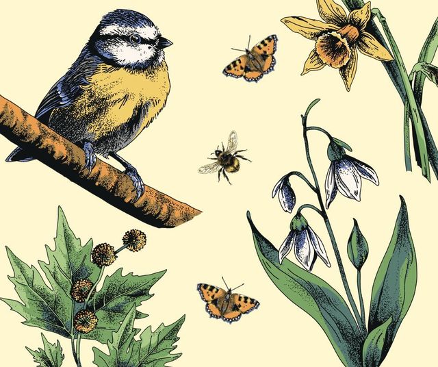 Birds, Bugs and Botanicals of the Bluecoat: A Blue Room Exhib | The Bluecoat