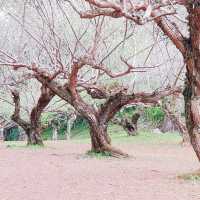 สวนบ๊วยดอยอ่างขาง