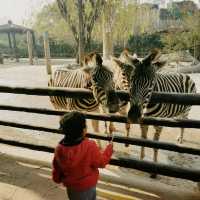 Animal park