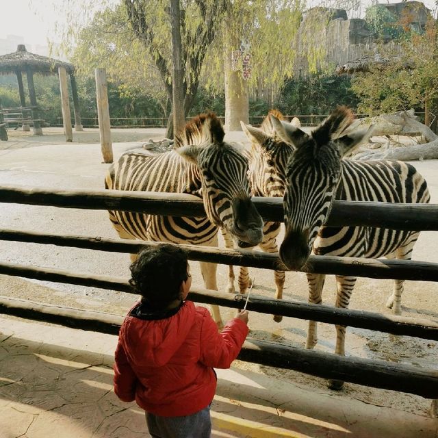 Animal park