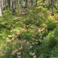 Rhododendron park in Helsinki