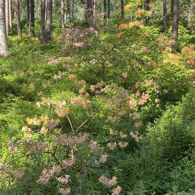 Rhododendron park in Helsinki