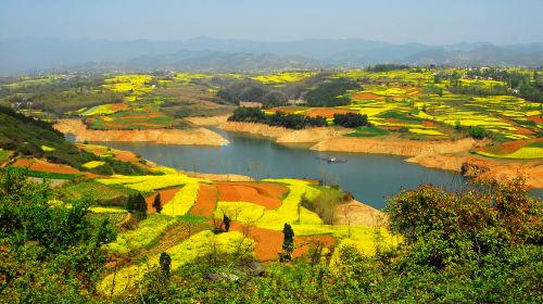 Hanzhong Canola Fields