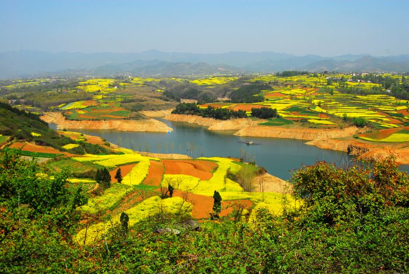 Hanzhong Canola Fields