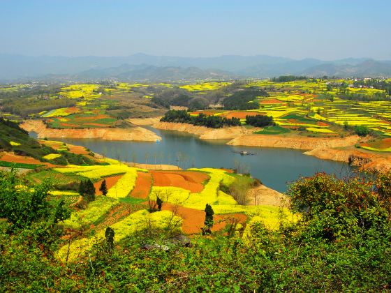 Hanzhong Canola Fields