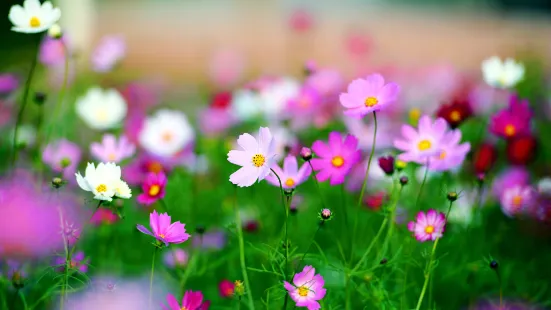 英山四季花海景區