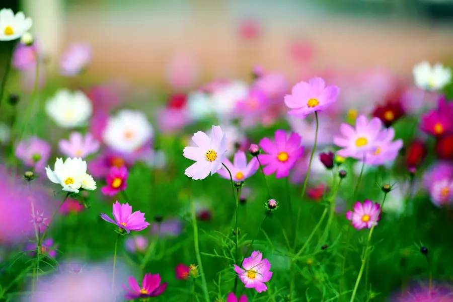 英山四季花海景区