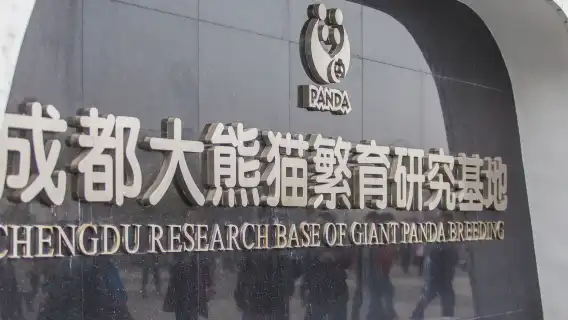 Chengdu Panda Base Volunteer Experience Private Half-Day Tour (Optional Charter Tour)