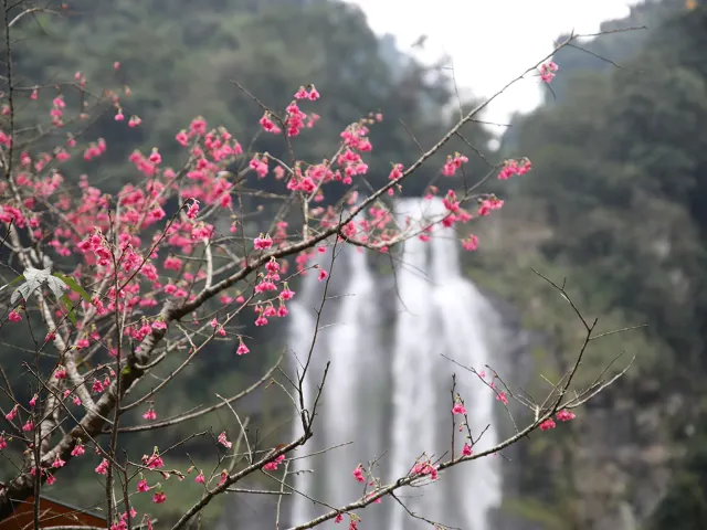 【櫻花季】粉紅大爆發,新北13處賞櫻勝地推薦打卡熱點一次看