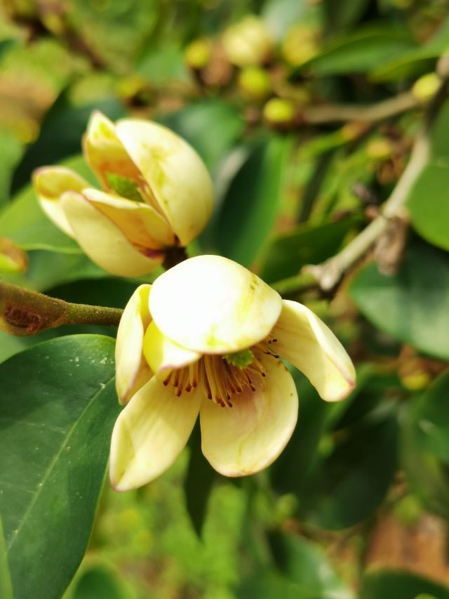 Guangdong Shenguangshan Forest Park