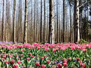 東平國家森林公園