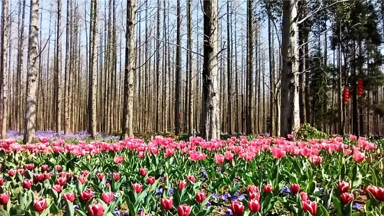 東平國家森林公園