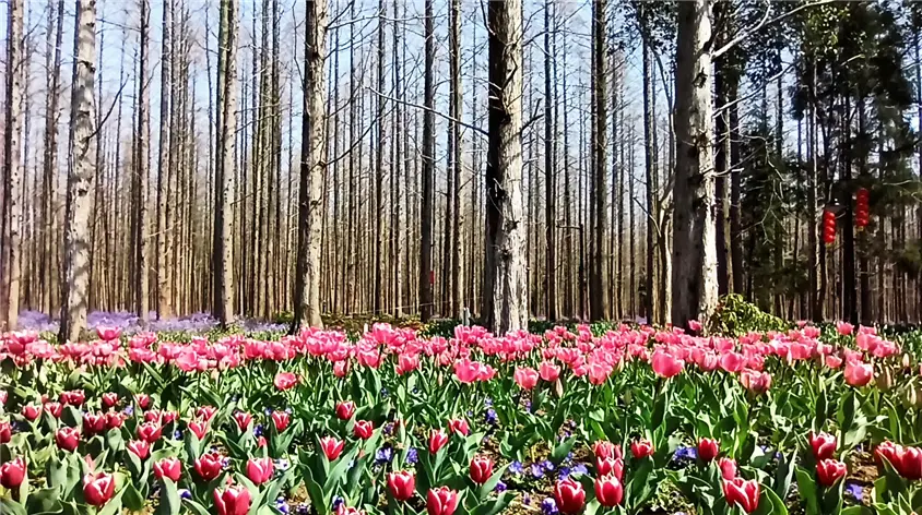 Dongping National Forest Park