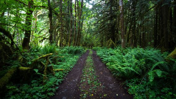 Olympic National Park one-day tour from Seattle [English-Speaking guide/Meet & Greet Included]