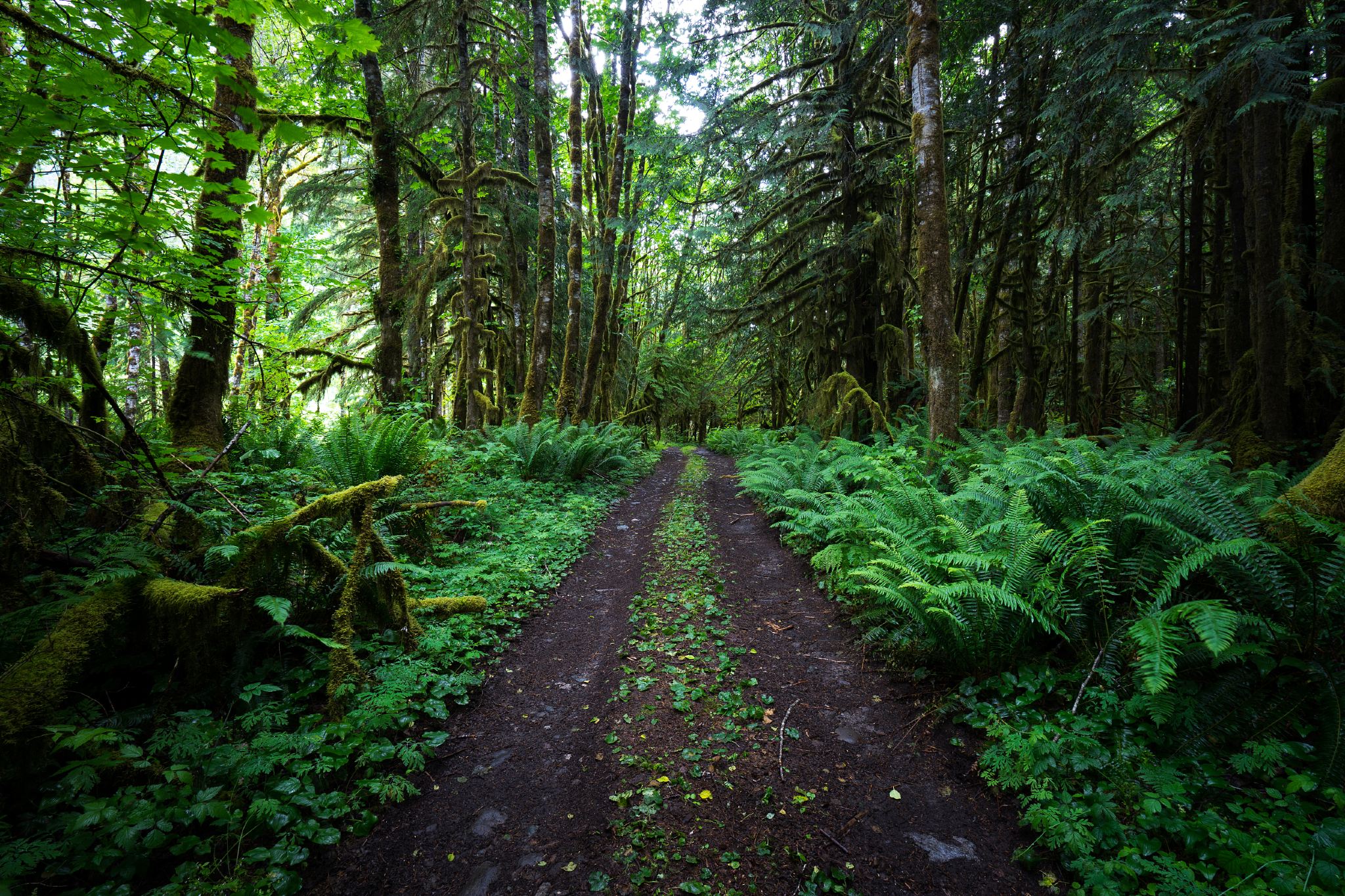 1-day Tour to Olympic National Park in Seattle, USA (Bilingual Guide in Chinese and English + Pick-up and Drop-off Included)