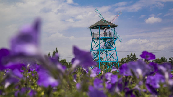 Guanghan Miracle Flower Field