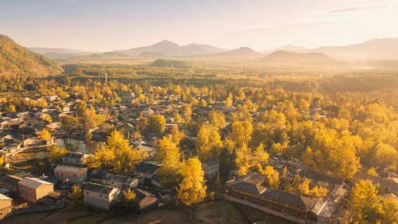 Ginkgo Village