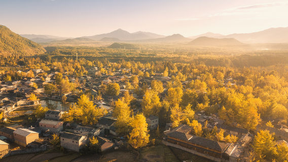 Ginkgo Viewing in Tengchong