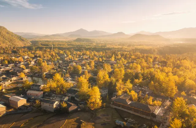 Ginkgo Trees in Baoshan