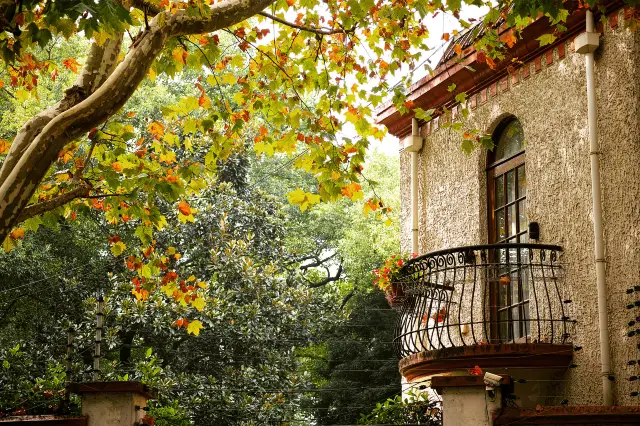 Chinese Parasol Tree Viewing in Shanghai