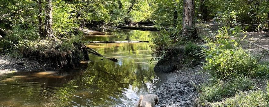 JBMDL Dog Park