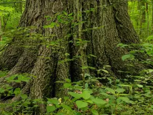 Baker Woods Preserve