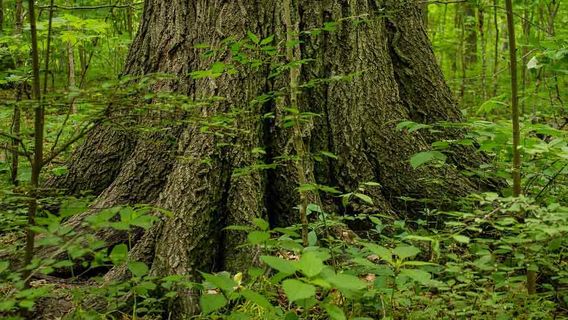 Baker Woods Preserve