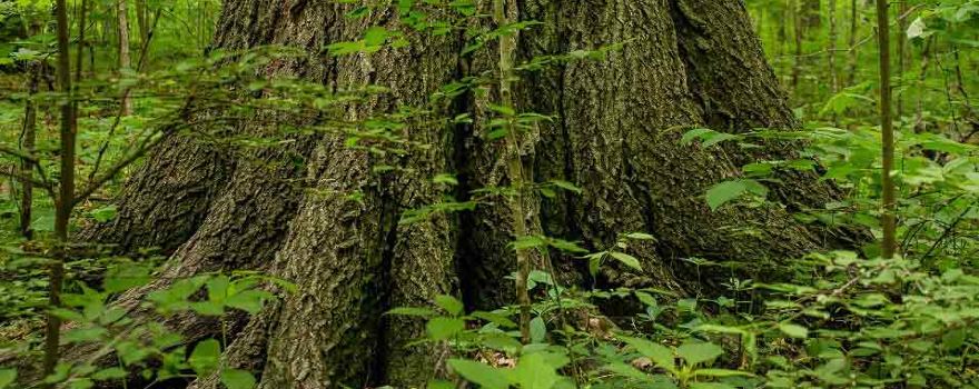 Baker Woods Preserve