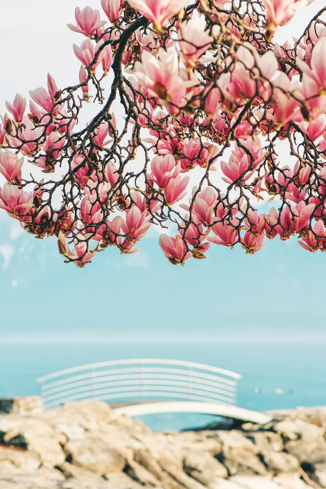 Admiring Magnolias in Geneva