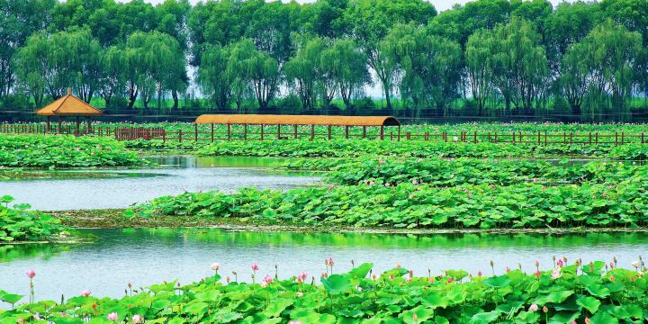 Lotus Grand View Garden