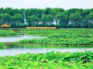Lotus Grand View Garden