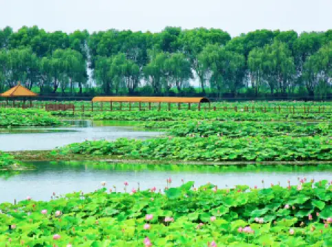 สวนแกรนด์วิวดอกบัว