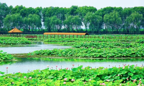 Lotus Grand View Garden