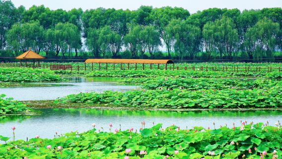 Lotus Grand View Garden