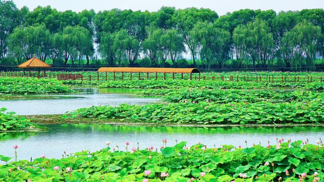 Lotus Grand View Garden
